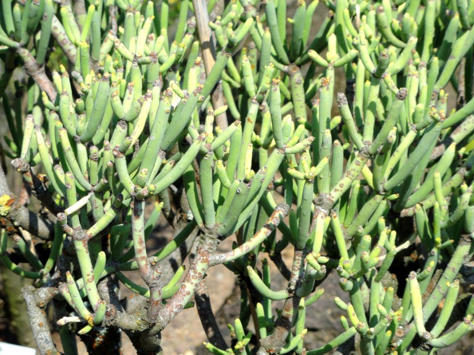 Euphorbia aphylla - Botanischer Garten, Frankfurt am Main - DSC03163