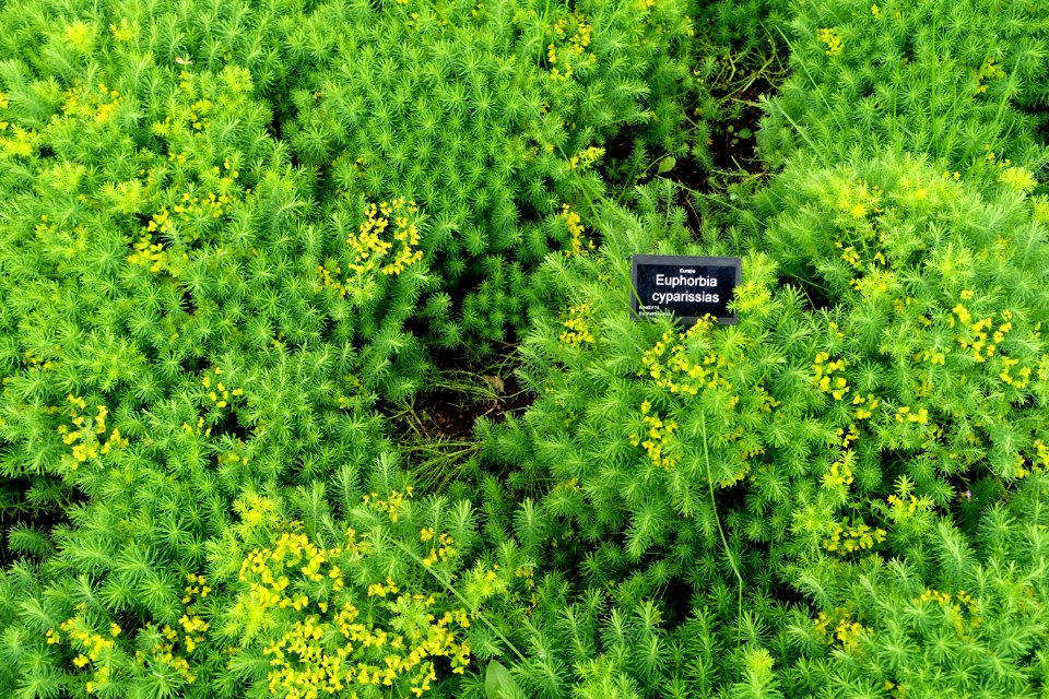 Euphorbia cyparissias - RHS Garden Harlow Carr - North Yorkshire, England - DSC01105