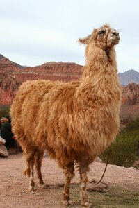 Llama near cachi argentina