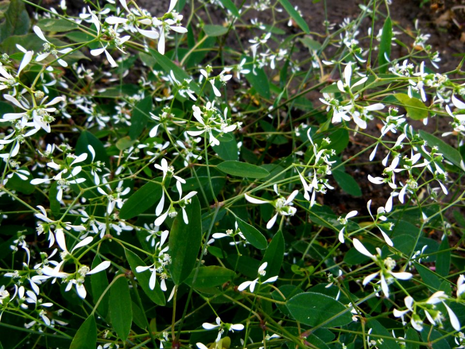 Euphorbia Diamond Frost 2