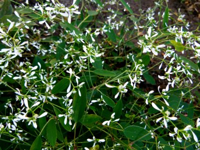 Euphorbia Diamond Frost 2