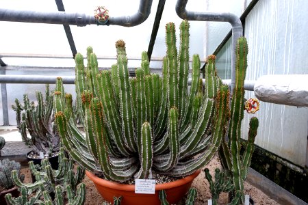 Euphorbia avasmontana - Botanischer Garten - Heidelberg, Germany - DSC01311