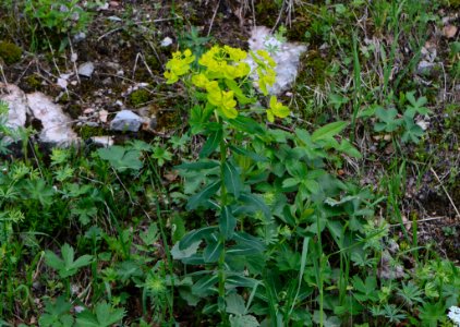 Euphorbia austriaca 1