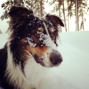 Dog snow winter