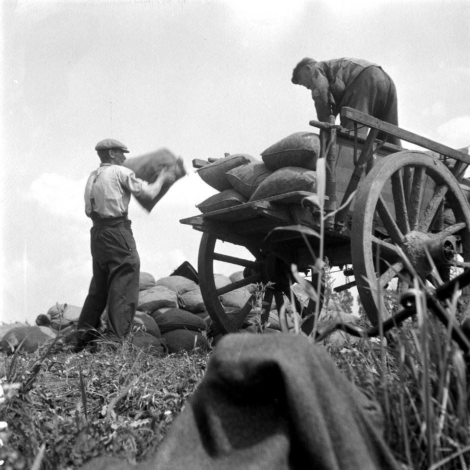 Erwten plukken, Bestanddeelnr 902-2585