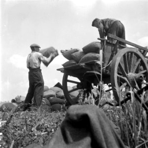 Erwten plukken, Bestanddeelnr 902-2585