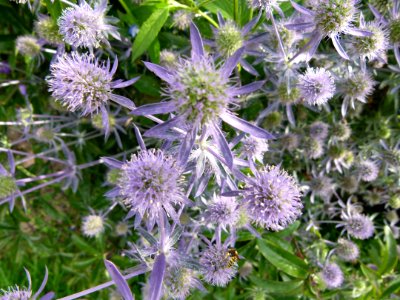Eryngium in Jardin des Plantes de Paris