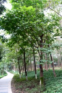 Erythrina variegata - Chengdu Botanical Garden - Chengdu, China - DSC03520