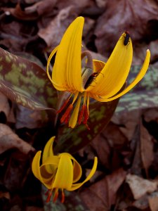 Erythronium americanum, Fox Chapel, 2015-04-18, 02