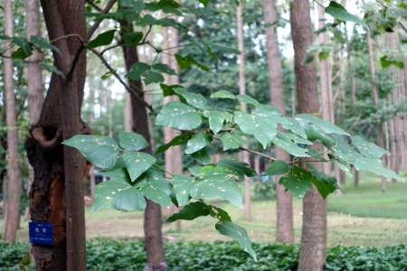 Erythrina variegata - Chengdu Botanical Garden - Chengdu, China - DSC03522