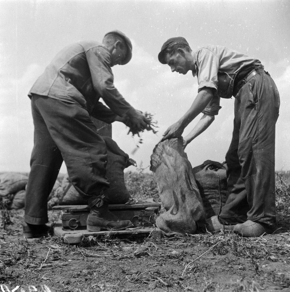 Erwten plukken, Bestanddeelnr 902-2581