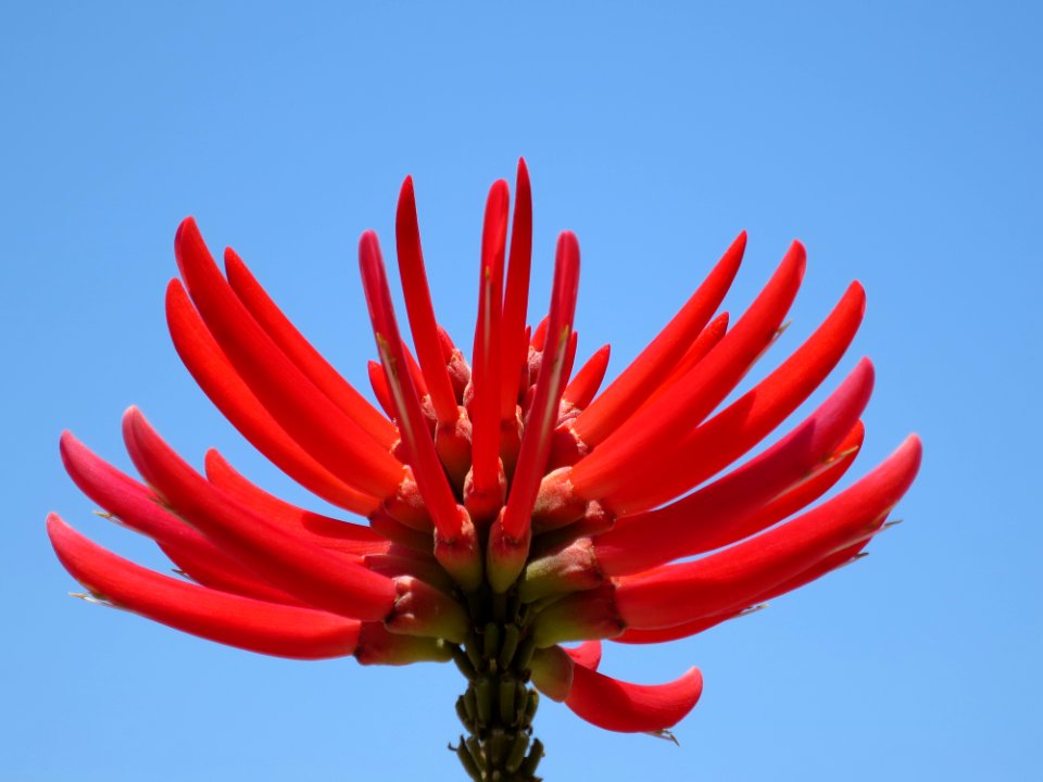 Erythrina coralloides (naked coral tree)