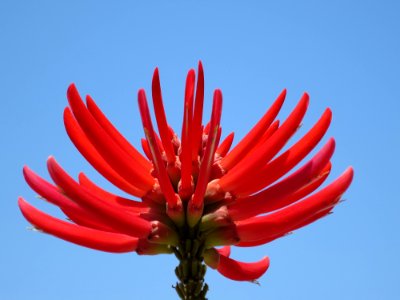 Erythrina coralloides (naked coral tree)