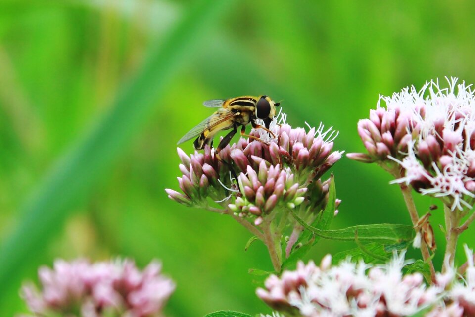 Keilfleckschwebfliege hoverfly wasps fly