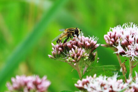 Keilfleckschwebfliege hoverfly wasps fly
