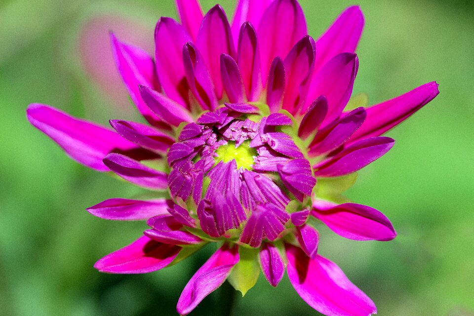 Dahlia garden blossom bloom