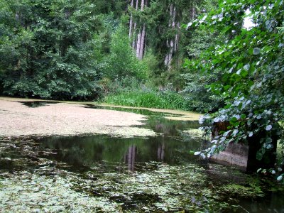Erster Teich Issel