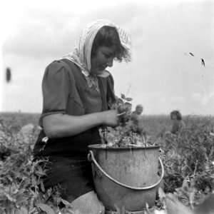 Erwten plukken, Bestanddeelnr 902-2589