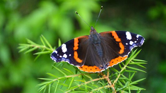 Peacock admiral skill insects silhouette photo