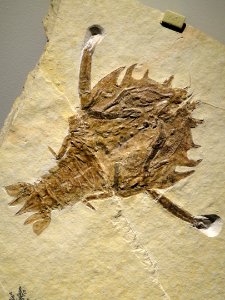 Eryon arctiformis, crustacean, Late Late Jurassic, Tithonian Age, Solnhofen Lithographic Limestone, Solnhofen, Bavaria, Germany - Houston Museum of Natural Science - DSC01801
