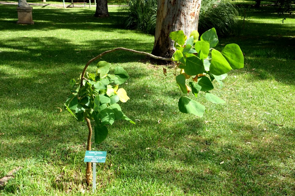 Erythrina coralloides - Jardim Botânico Tropical - Lisbon, Portugal - DSC06626