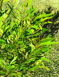 Erythroxylum sideroxyloides - Bois de Ronde - Mauritius