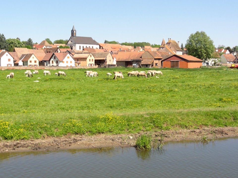 Ernolsheim (Bas-Rhin) vue depuis la véloroute du canal de la Bruche