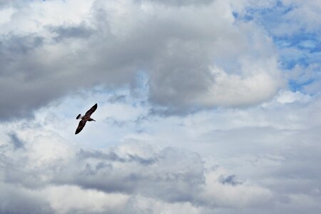 Sky seagull water bird