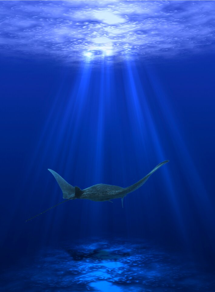 Ocean fish underwater