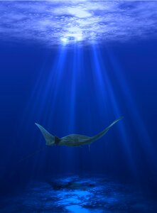 Ocean fish underwater photo