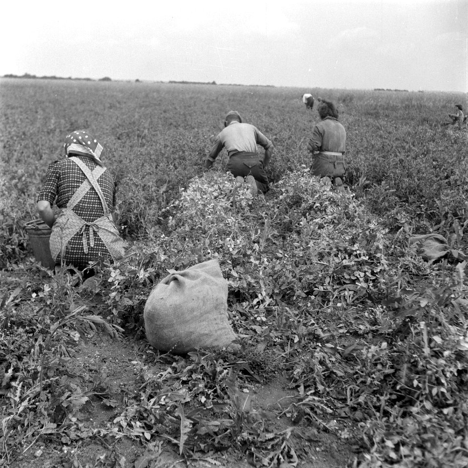 Erwten plukken, Bestanddeelnr 902-2591