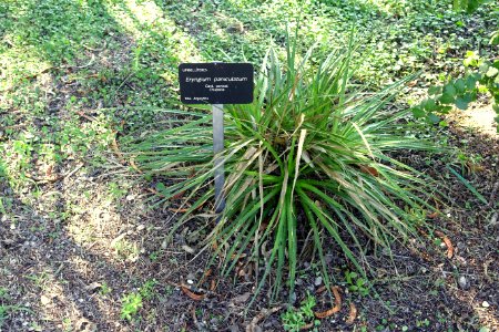 Eryngium paniculatum - Jardín Botánico de Barcelona - Barcelona, Spain - DSC09291
