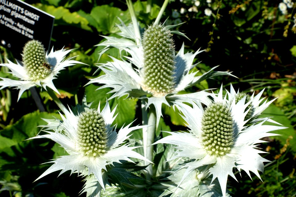 Eryngium giganteum 'Miss Willmott's Ghost' - VanDusen Botanical Garden - Vancouver, BC - DSC06768