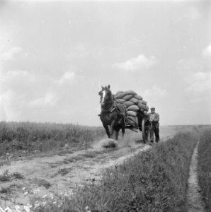 Erwten plukken, Bestanddeelnr 902-2580