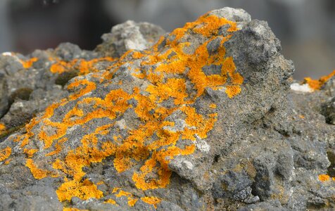 Nature lava beach