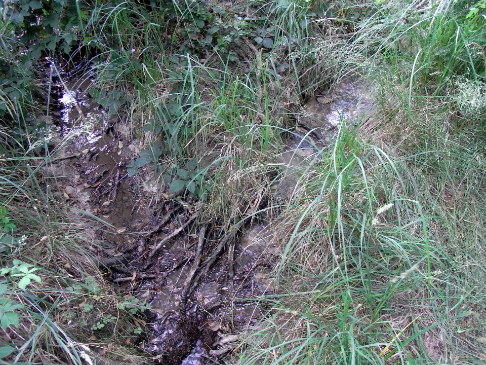 Erlengraben Vereinigung Quelläste Wald und Wiese R0016337