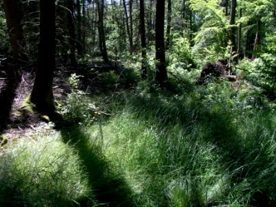 Erlengraben Waldast an Fichtenwald R0016057