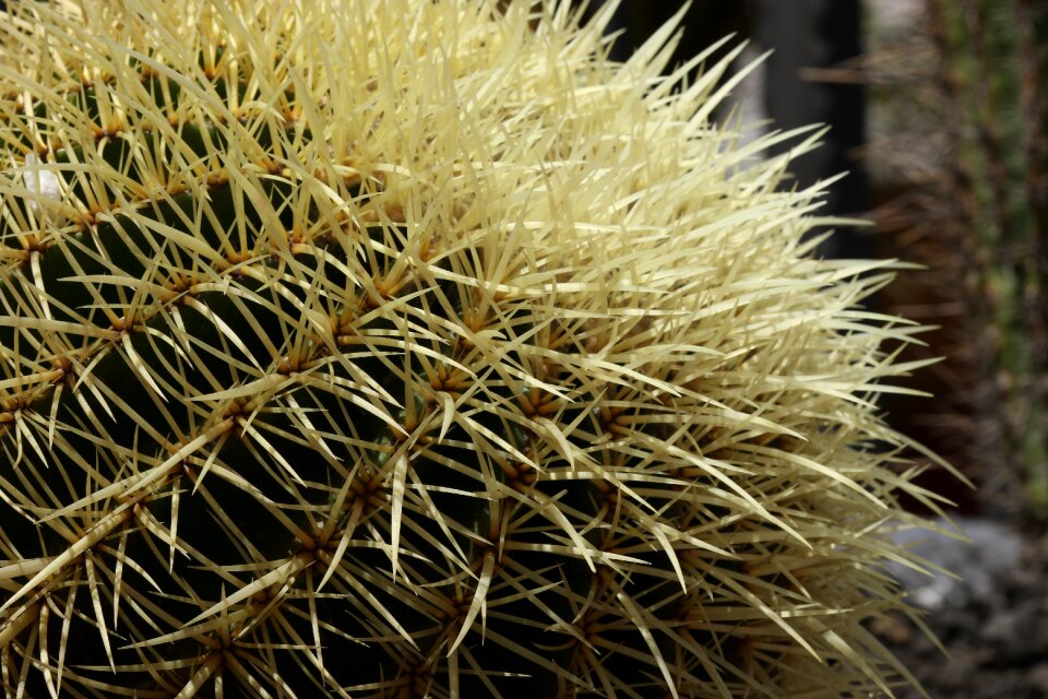 Stabbing ciepłolubne plants desert