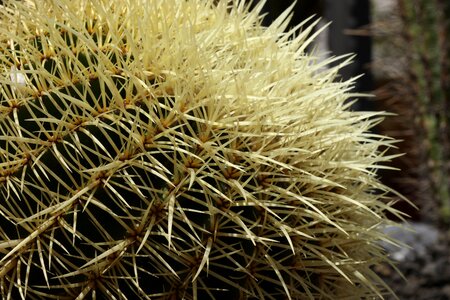 Stabbing ciepłolubne plants desert