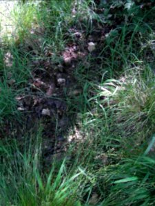 Erlengraben Waldast R0016063