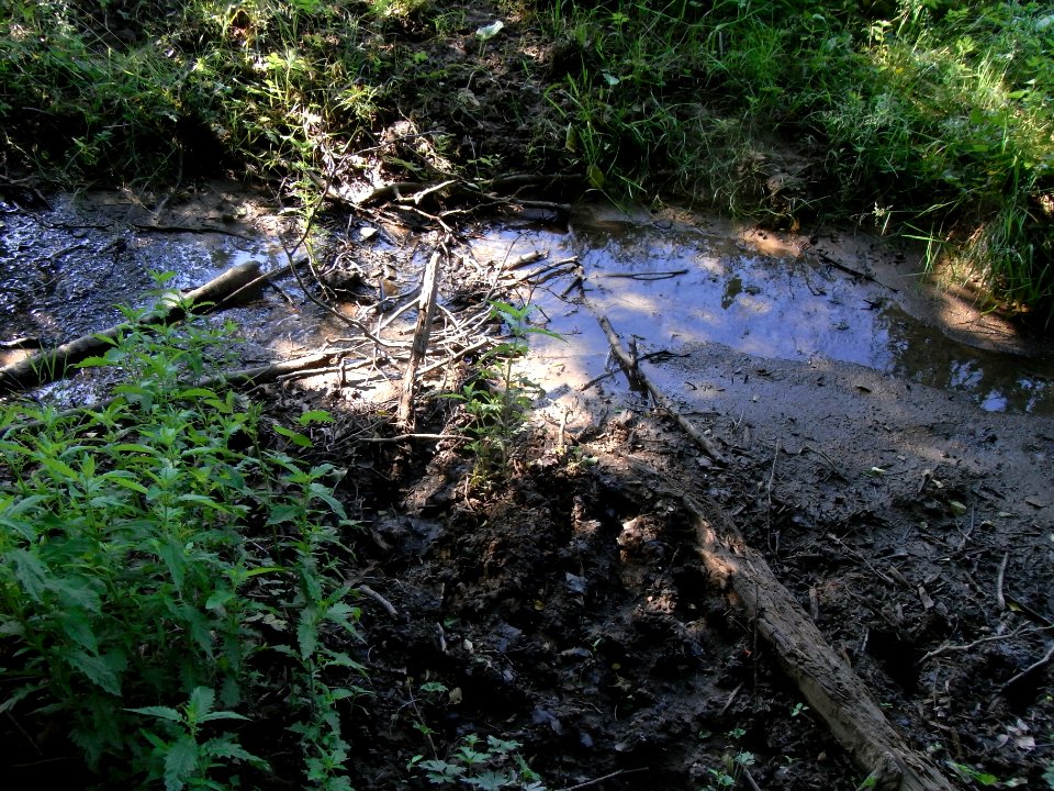Erlengraben Viehtränke Wiese Bachbett R0015974