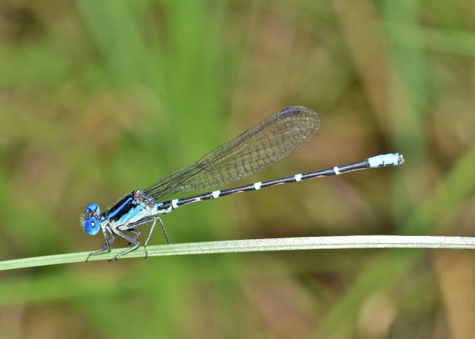 Insect insectoid winged