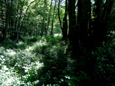 Erlengraben südwärts im Waldrand Mehrlings-Erle R0016024