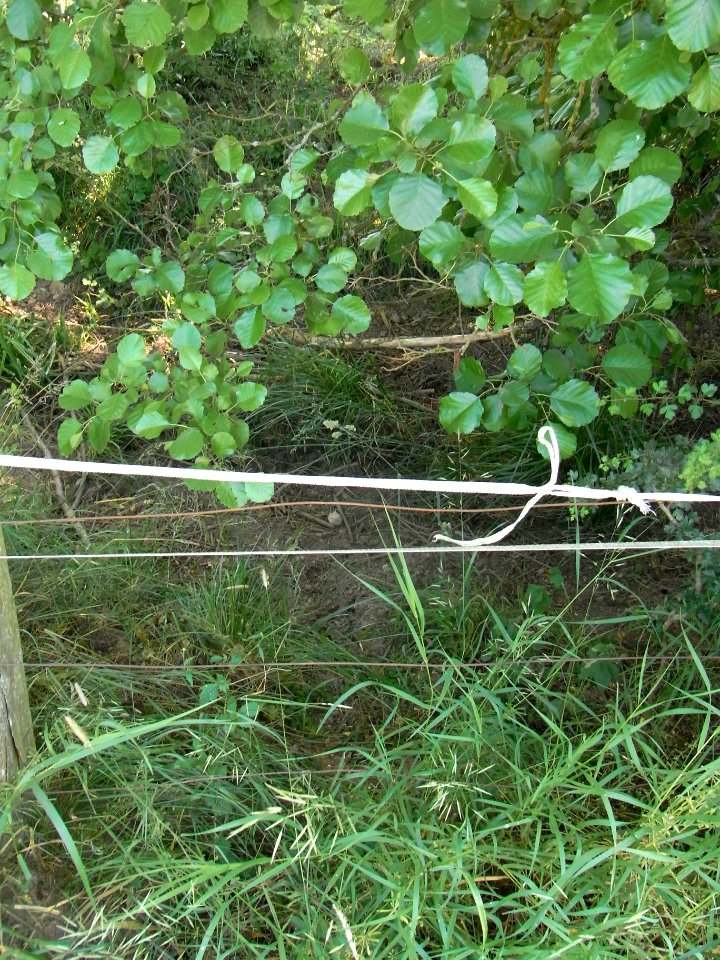 Erlenbach trocken gefallen R0016241
