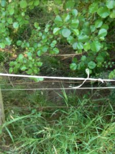 Erlenbach trocken gefallen R0016241