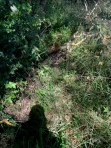 Erlenbach trocken gefallen R0016245