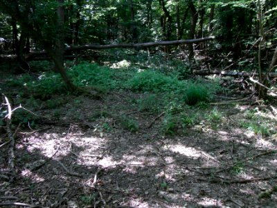 Erlenbach ober Weg feucht R0016226