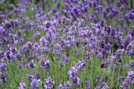Lavender field purple photo