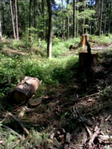 Erlengraben Zufluss im Wald R0016069