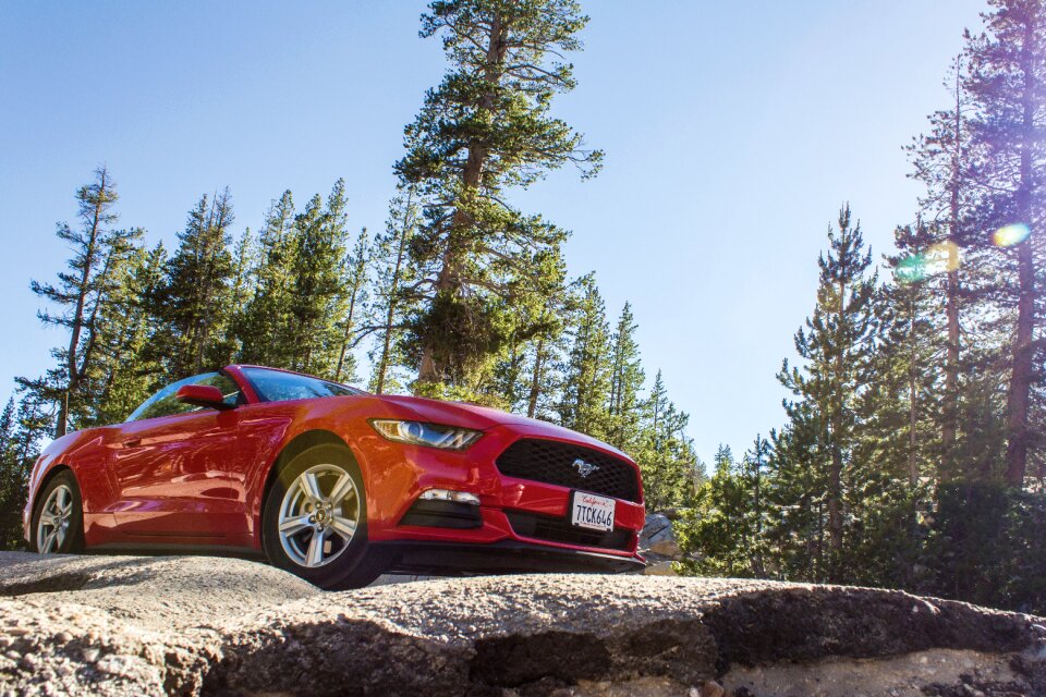 Stone trees ford mustang